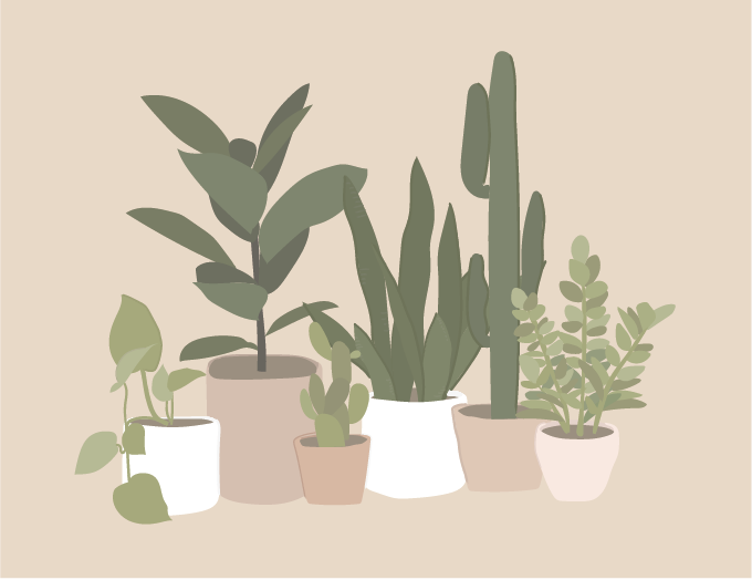 A guide to indoor plants… and getting them to love you back!